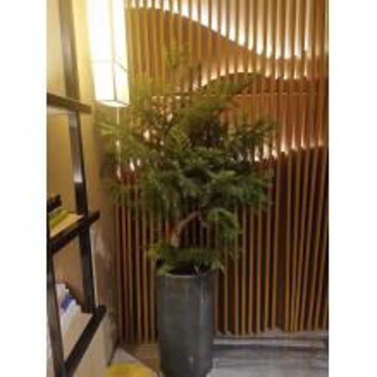 图片 新品绿植